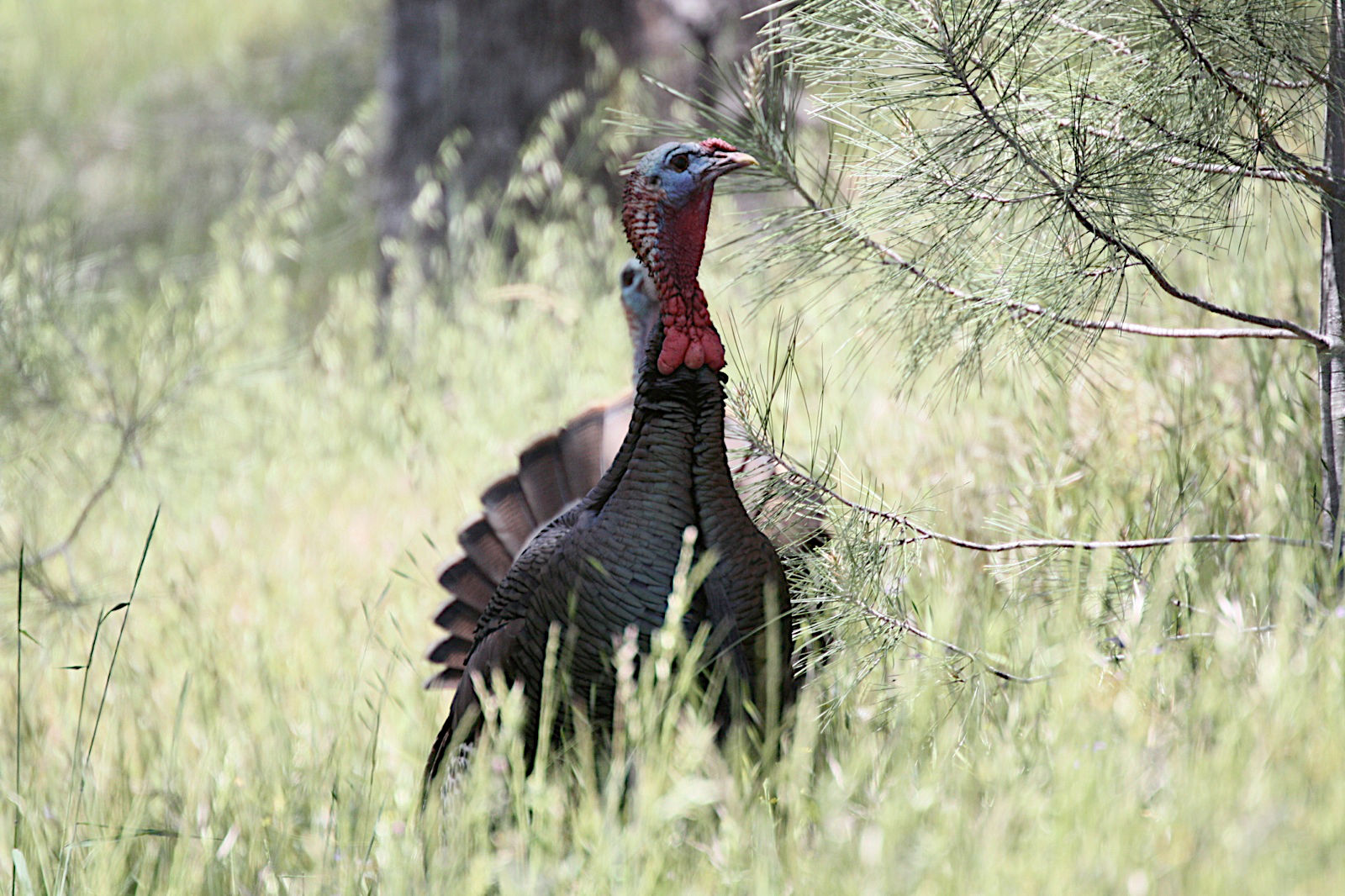 Wild turkey roaming in Henry Coe State Park