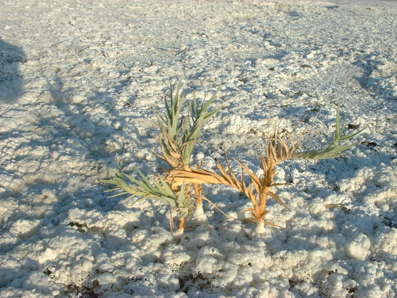 Vegetation surviving in the Badwater Basin Salt Flats of Death Valley