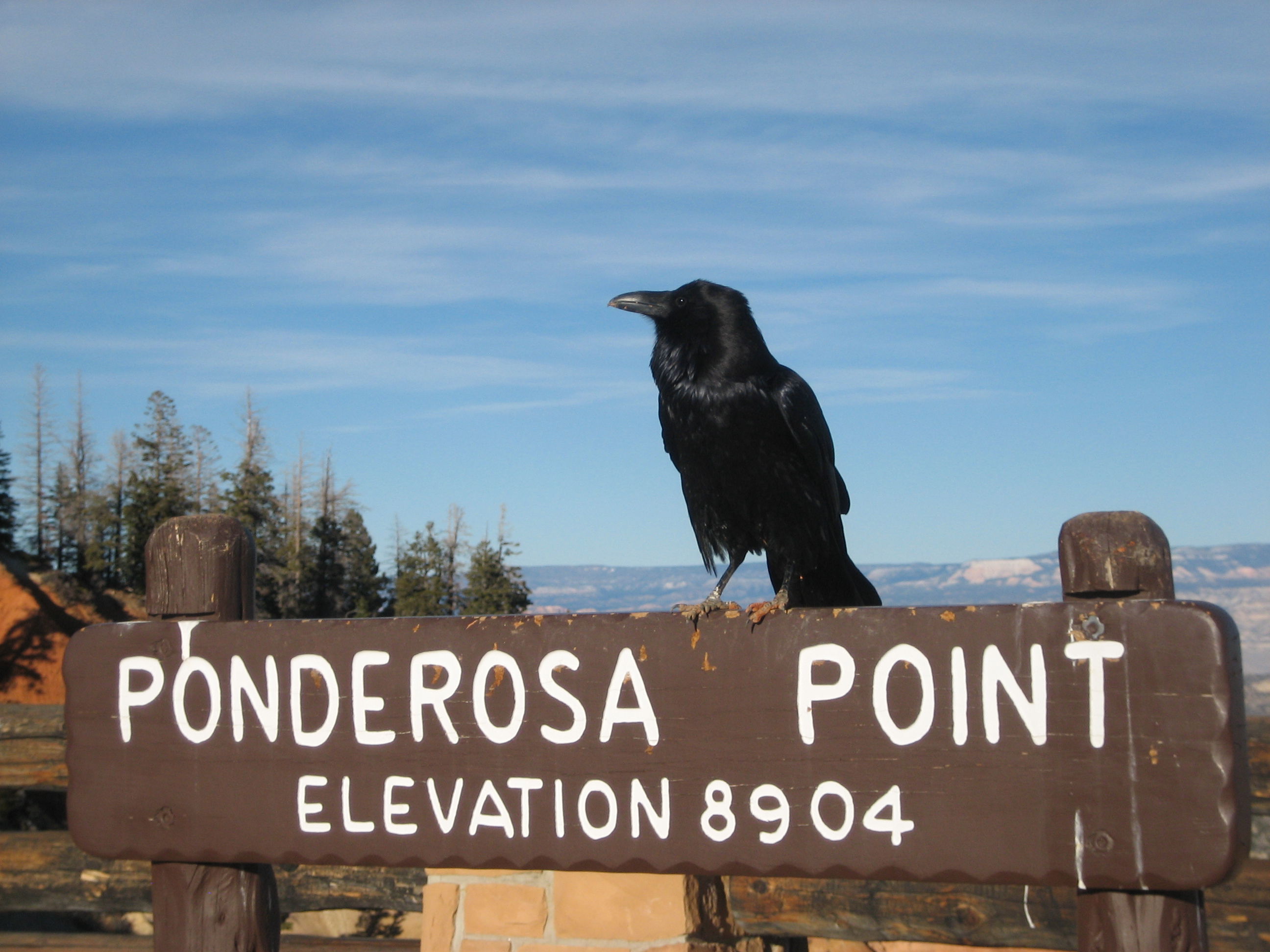 Crow resting at Ponderosa Point