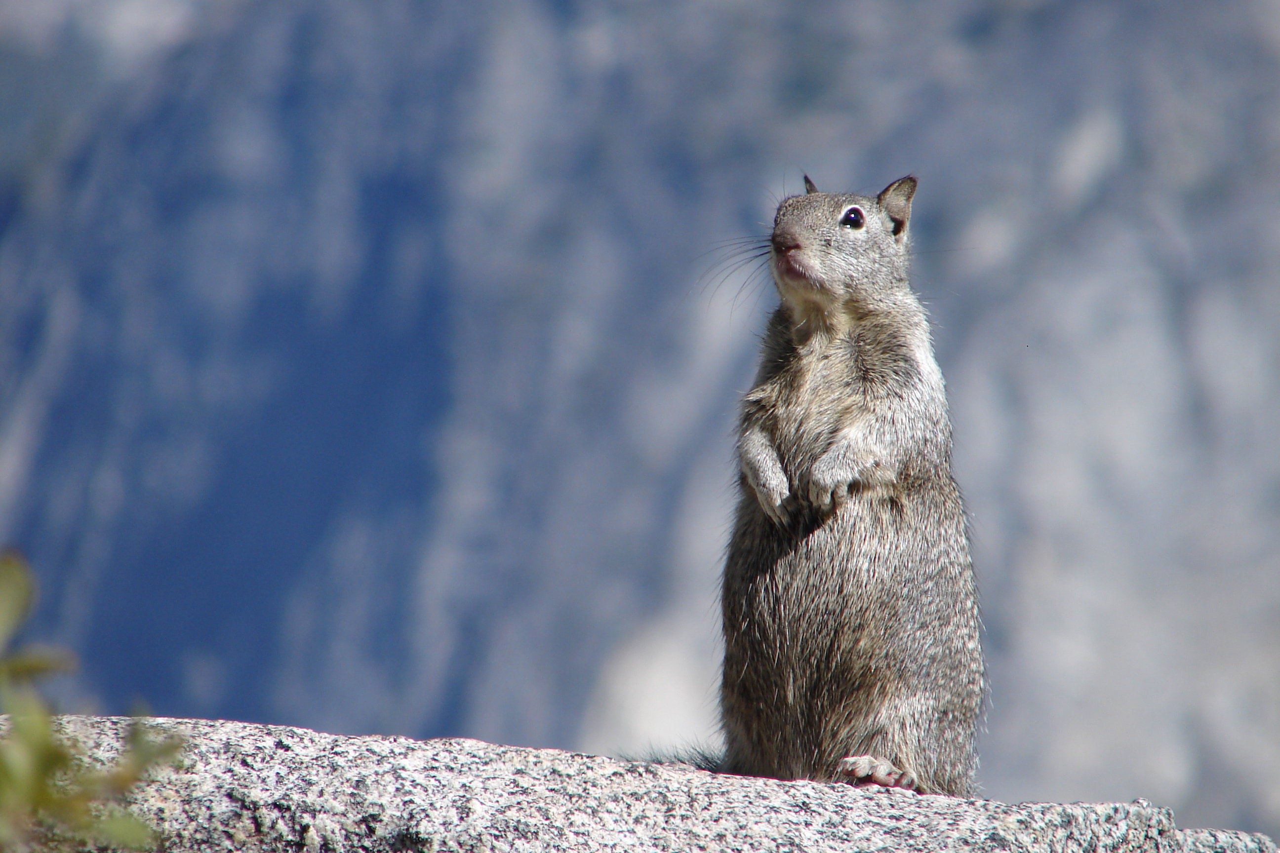 Squirrel from Yosemite State Park